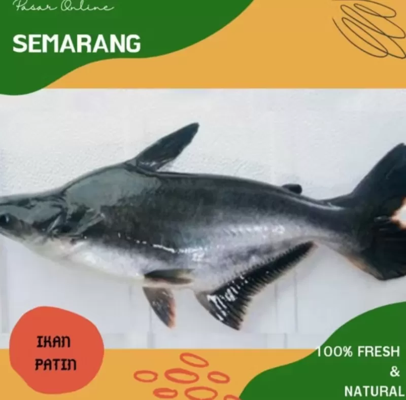 Ikan Patin Segar